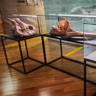 ✅ Naše vitríny nyní nově na výstavě ✅ Jak jsme (lovili)kopali mamuty v Archeo Pavlov...